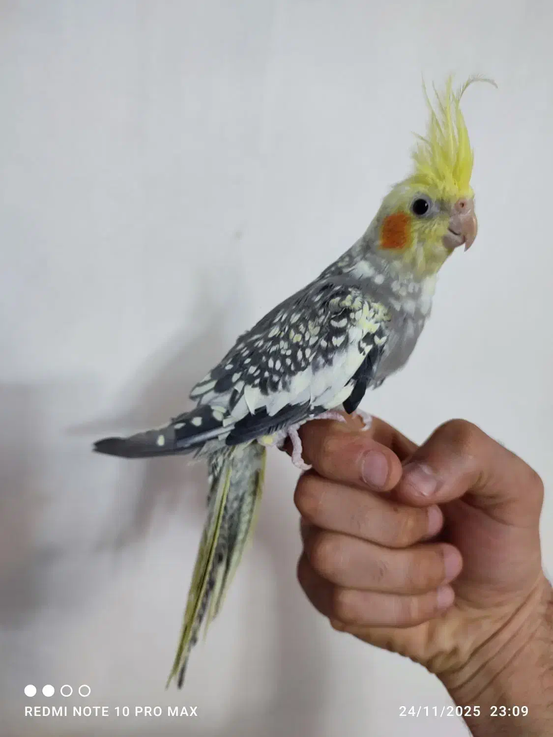 عروس هلندی اهلی دوکت|پرنده|تبریز, |دیوار