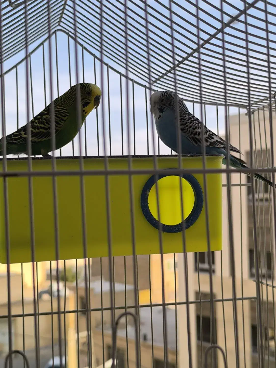 مرغ عشق|پرنده|شاهین‌شهر, خانه کارگر|دیوار