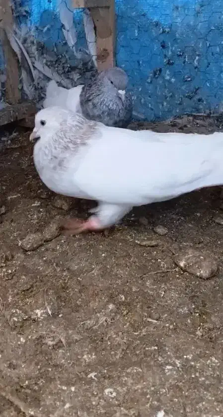 انگشترکبوتر قشنگ|بدلیجات|بجنورد, |دیوار