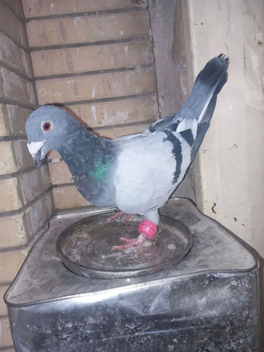 کبوتر سبز آلمانی وپولکی یه جفت روی تخم|پرنده|مشهد, کوی المهدی|دیوار