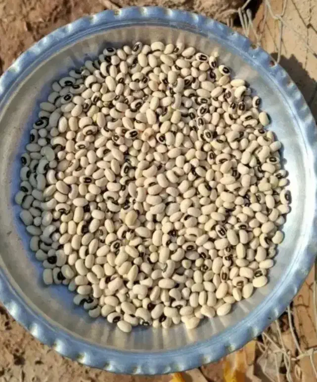 لوبیا چشم بلبلی|عمدهفروشی|حمیدیه, |دیوار