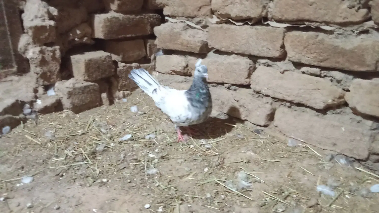 کفتر|پرنده|ملک‌آباد, |دیوار