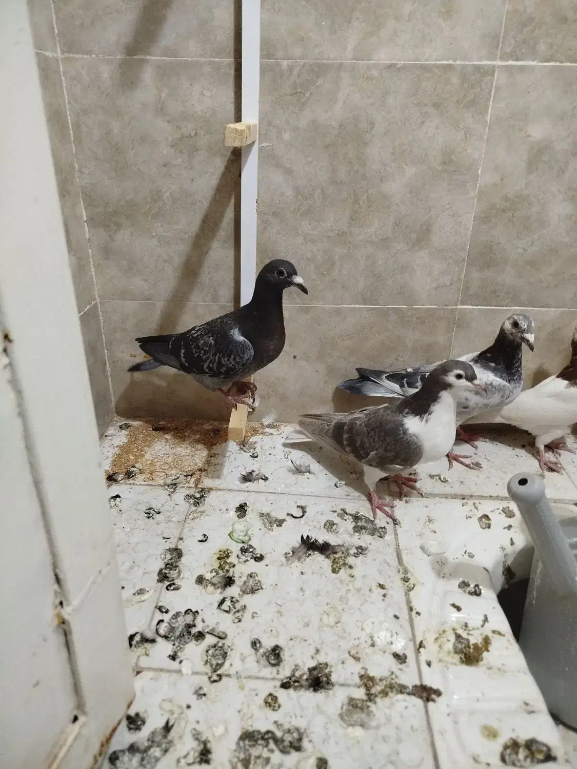 پرشی|پرنده|سبزوار, شرق کال جنوبی (شمس آبادی)|دیوار