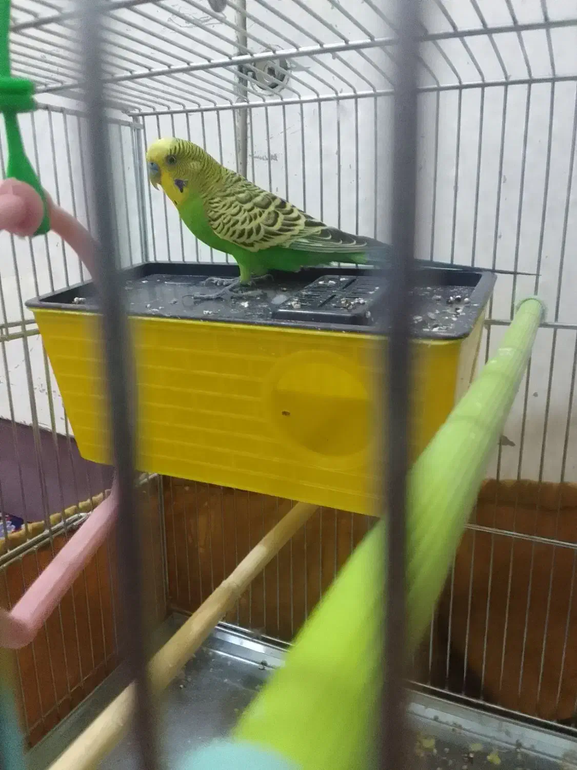 مرغ عشق نر|پرنده|کرمانشاه, |دیوار