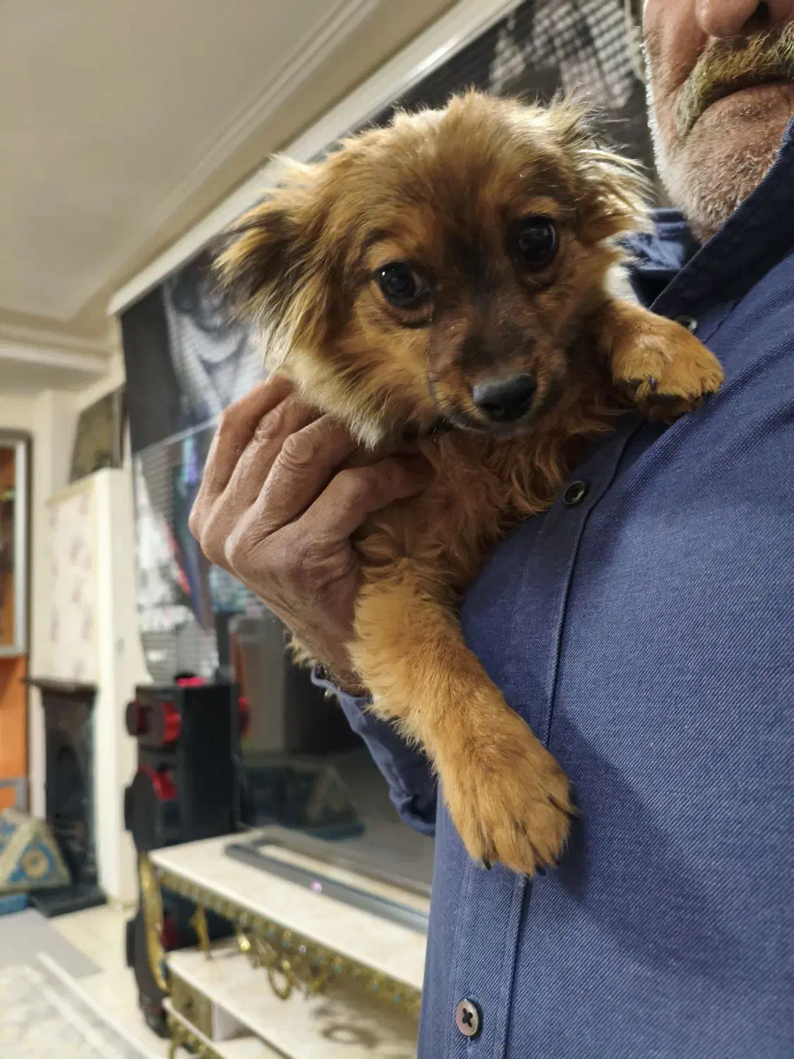 سگپامری توله|سگ|کرج, شهرک جهاننما|دیوار