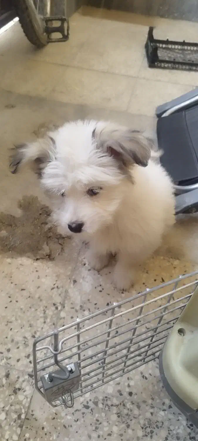 سگ شیتزو کراس|سگ|شیراز, پودنک|دیوار