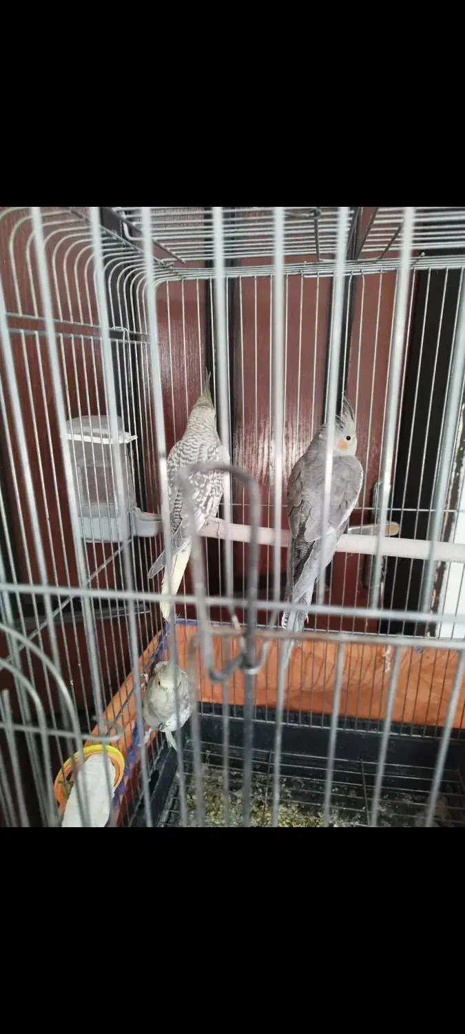 عروس هلندی نر ۵ ماهه سالم و مست مست|پرنده|قروه, |دیوار