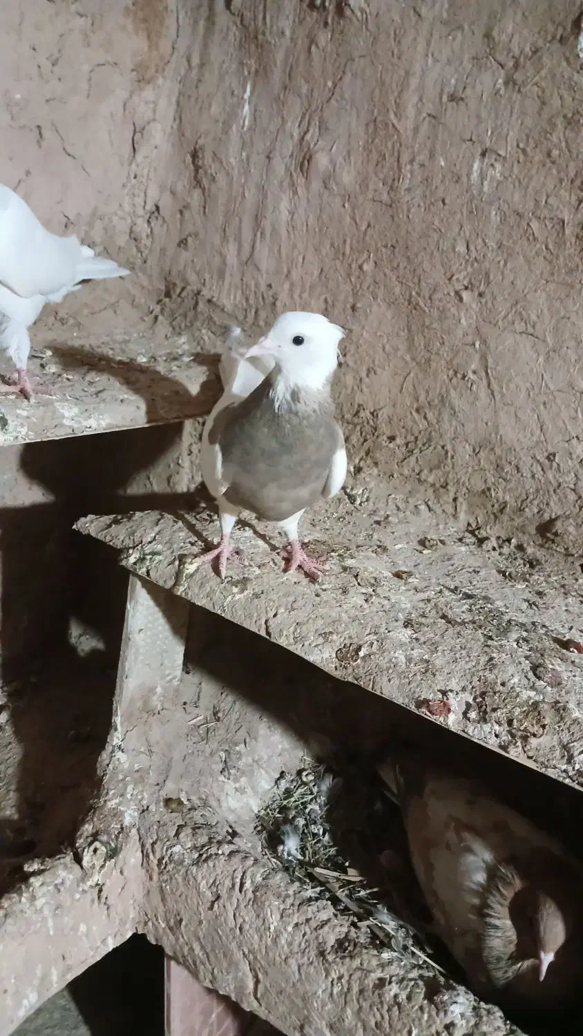 طوقی ماده|پرنده|امیدیه, |دیوار