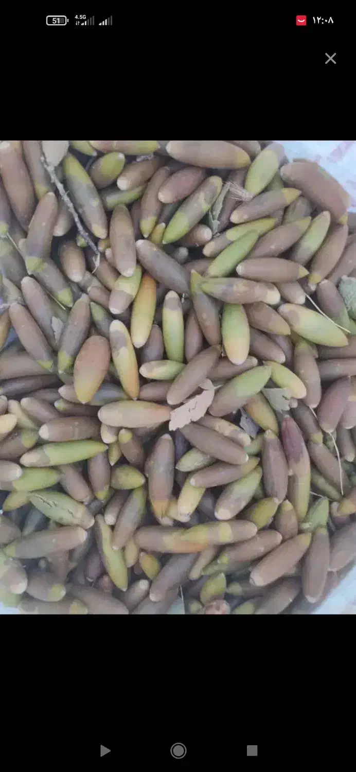 بلوط تحویل برازجان واطراف|لوازم جانبی حیوانات|کوه چنار, |دیوار