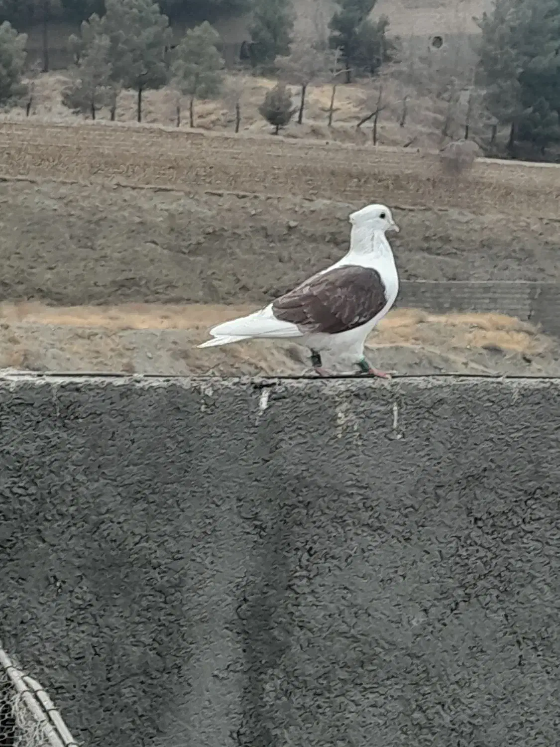 کبوتر|پرنده|شاندیز, |دیوار