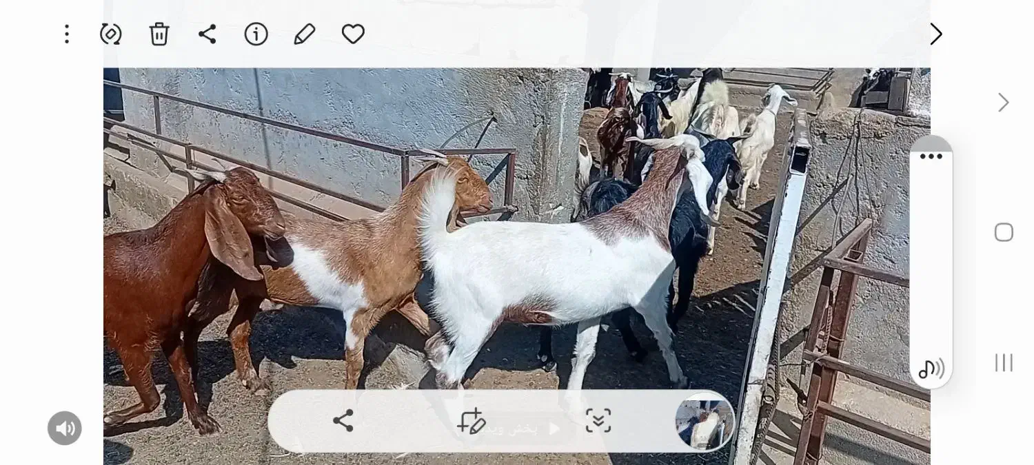 فروشی.|حیوانات مزرعه|وراوی, |دیوار