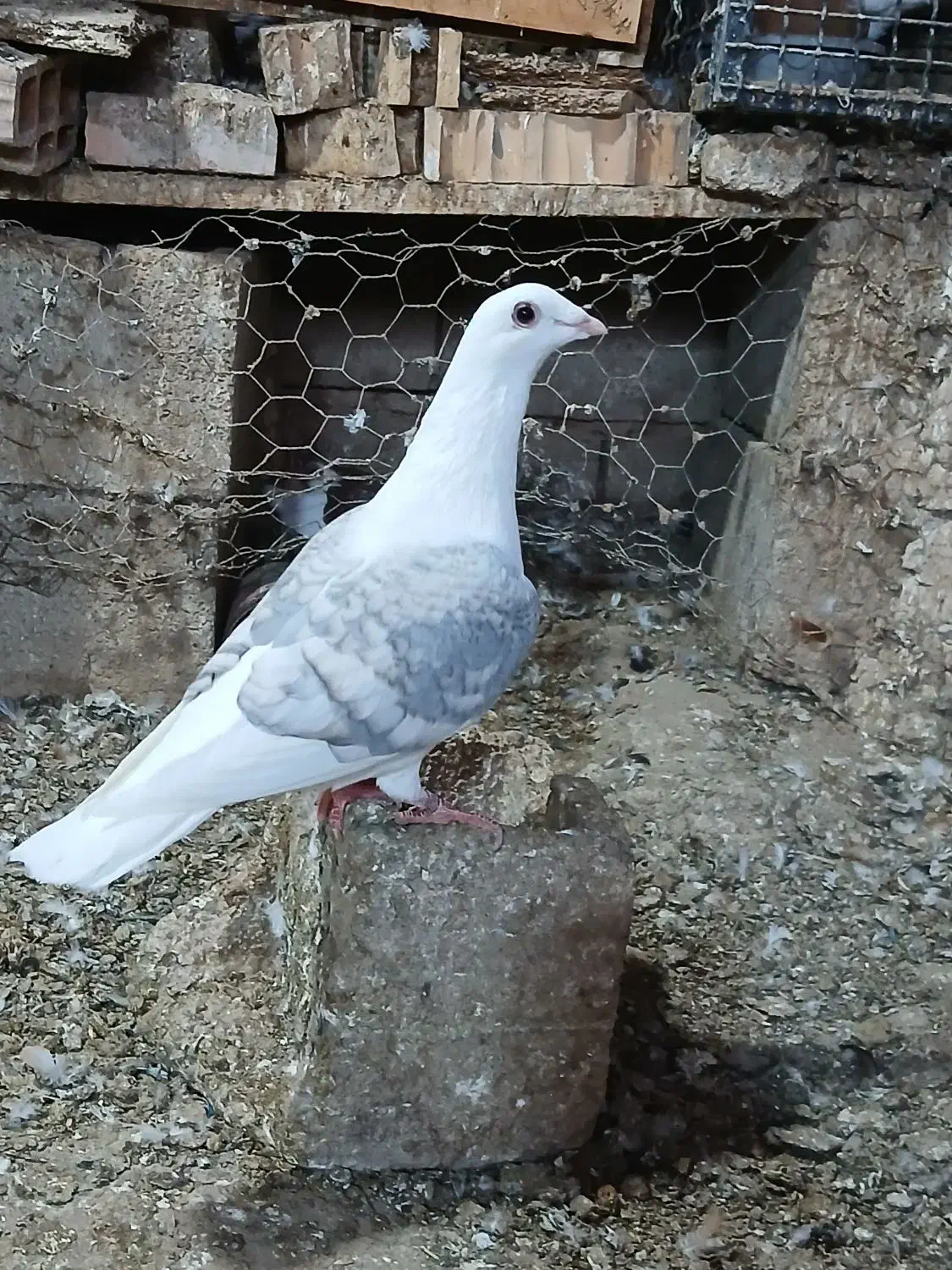 کبوتراس|پرنده|نگین شهر, |دیوار