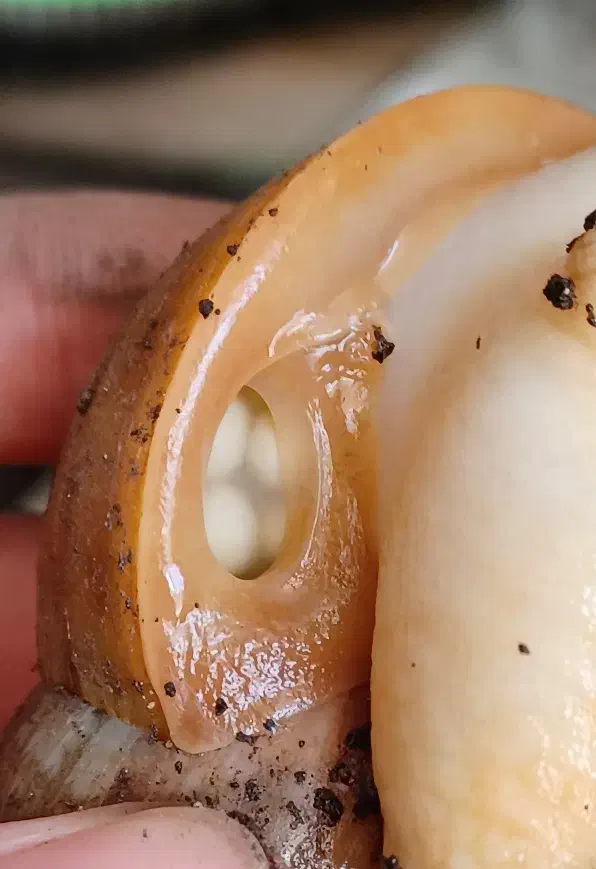 فروش حلزون آلبینو|خزنده|خوی, |دیوار