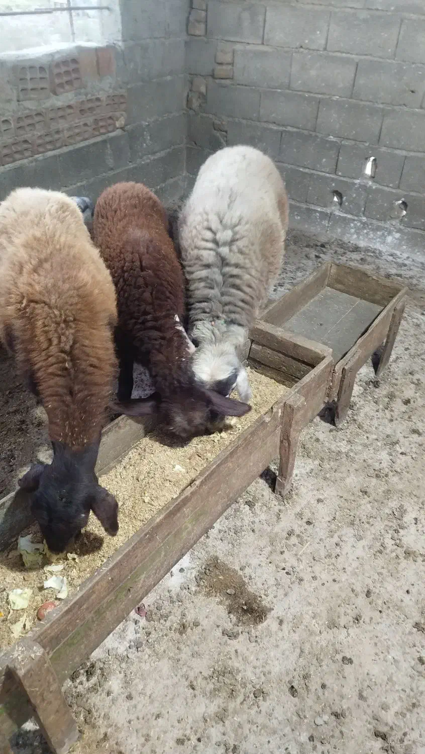 گوسفند نر هشت ماهه|حیوانات مزرعه|آق قلا, |دیوار