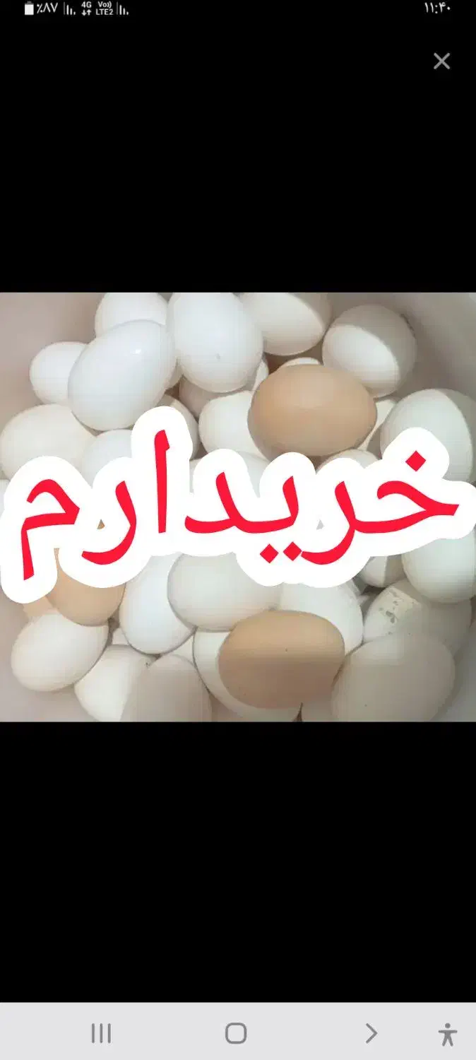 تخم مرغ و بوقلمون|خوردنی و آشامیدنی|دهدشت, |دیوار
