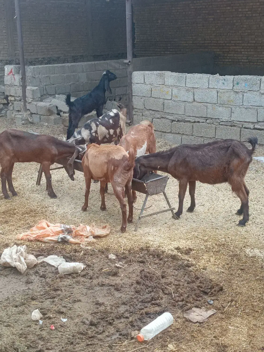 ۶عددبزابستن|حیوانات مزرعه|اهواز, عین ۲|دیوار