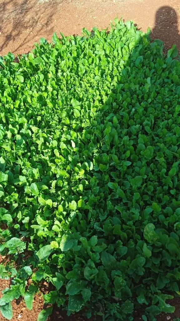 مسافرت|تور و چارتر|قم, بوستان علوی|دیوار