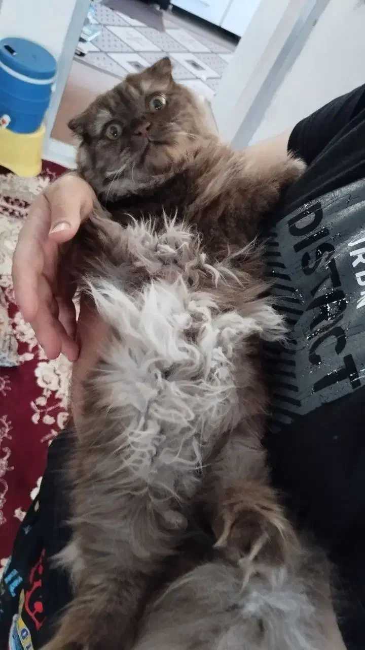 دختر پشمالو آروم و بغلی|گربه|سبزوار, قائم|دیوار