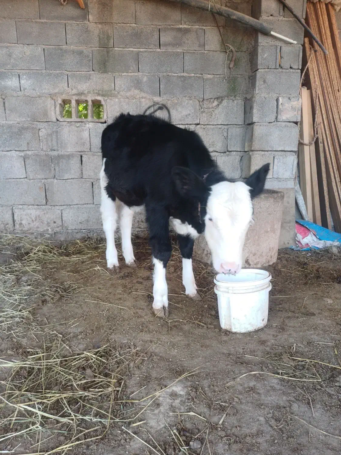 فروش گوساله|حیوانات مزرعه|سنگدوین, |دیوار