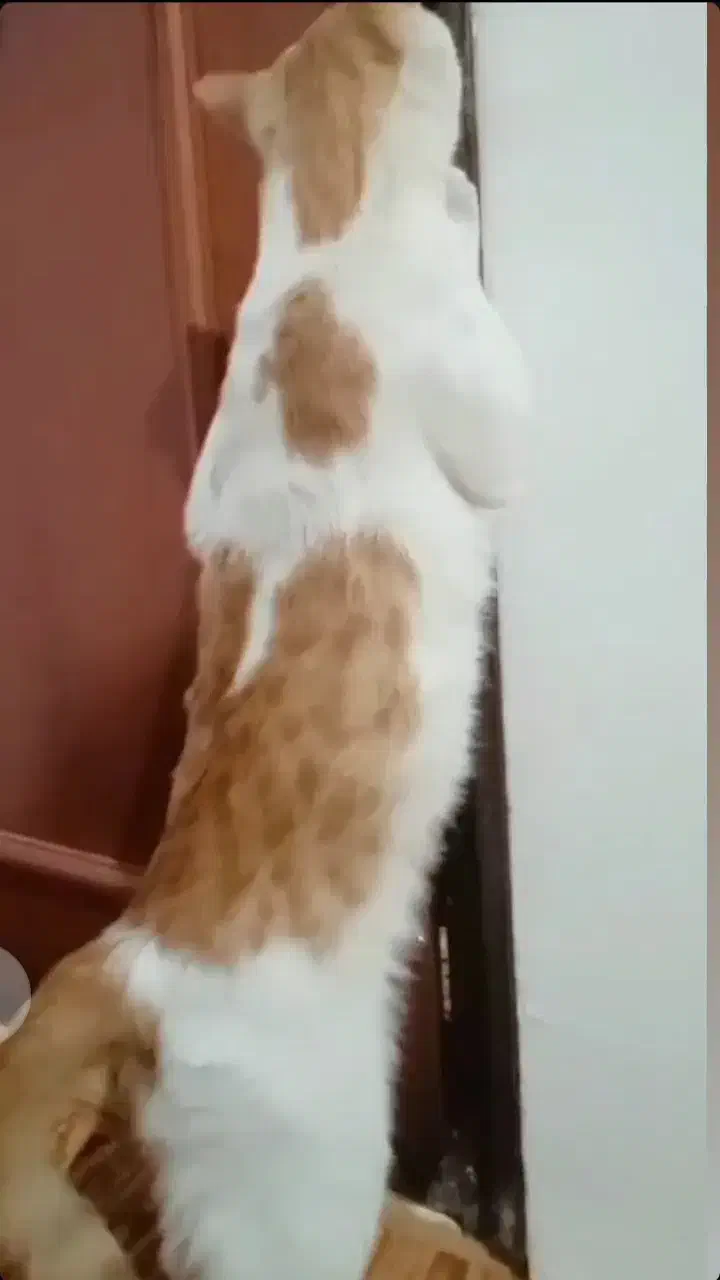 گربه گمشده|حیوانات|خوی, |دیوار