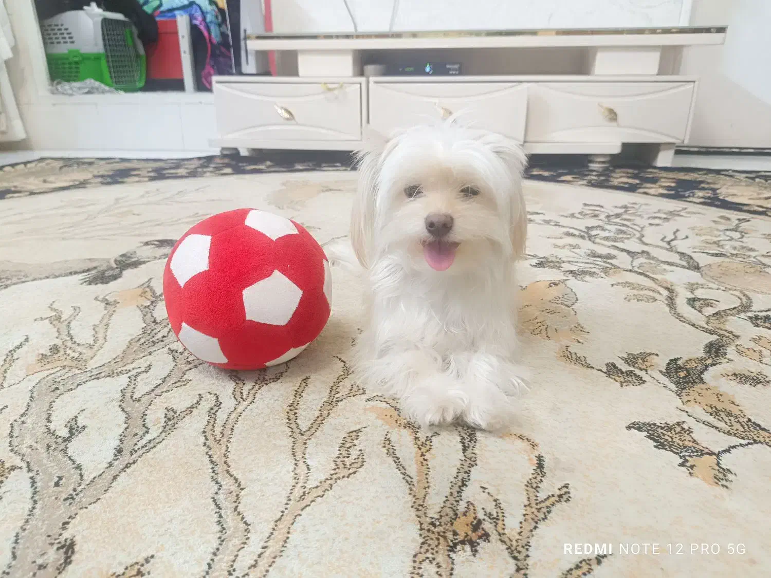 سگ شیتزو ماده|سگ|ری, دولت‌آباد|دیوار