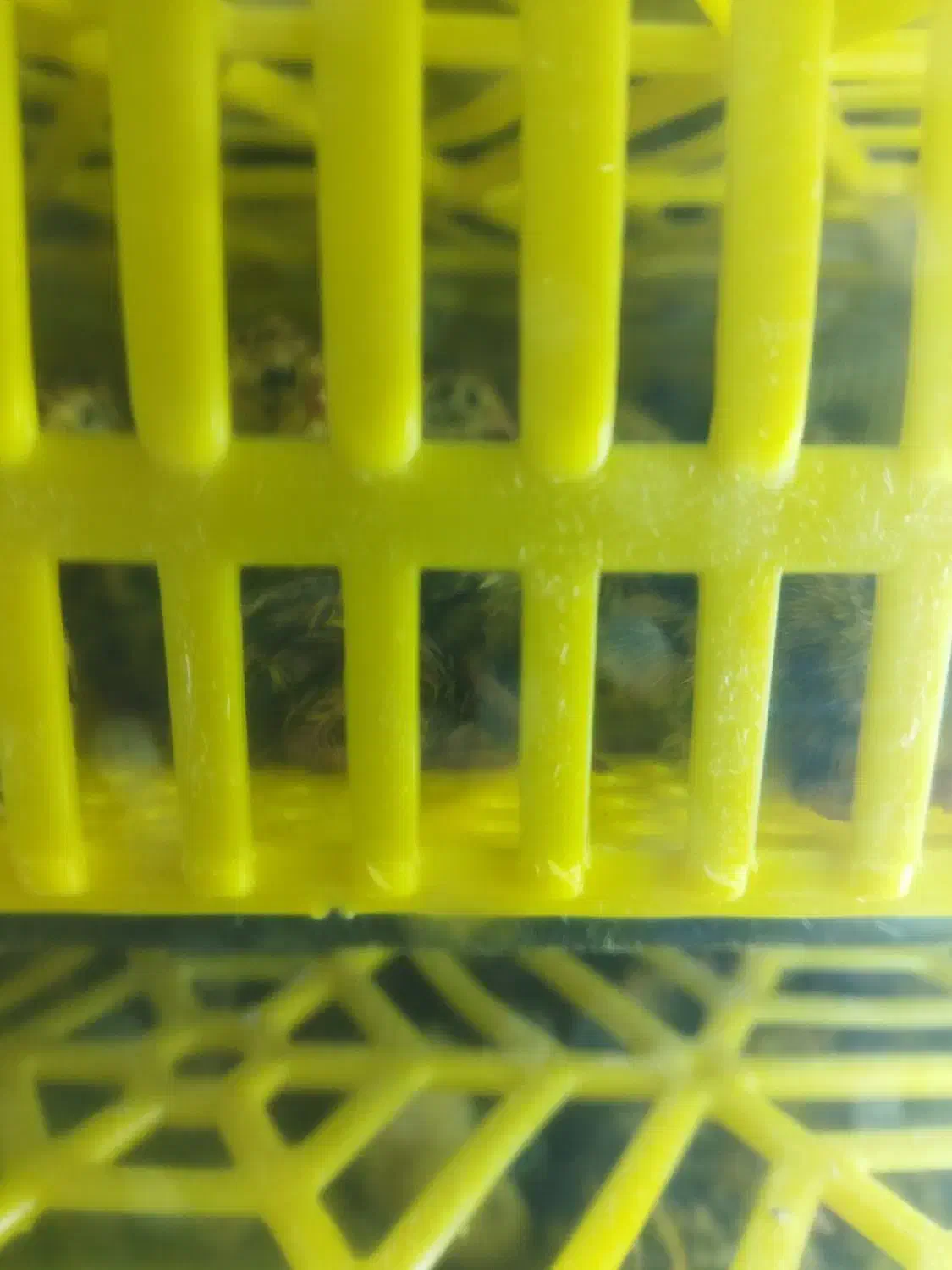 جوجه 1روزه بلدرچین|حیوانات مزرعه|گمیشان, |دیوار