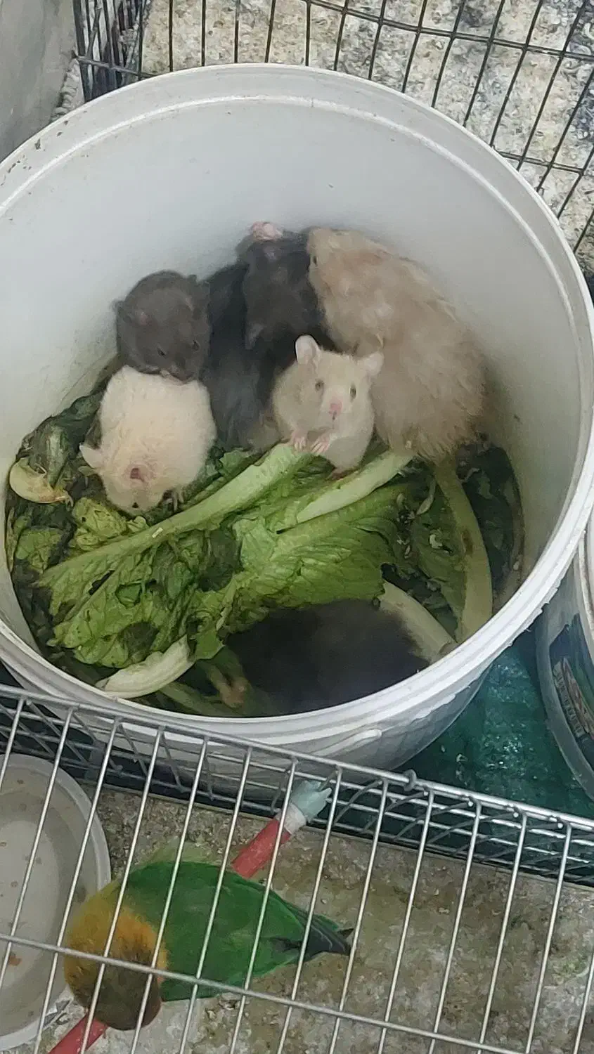 همستر|موش و خرگوش|یزد, |دیوار