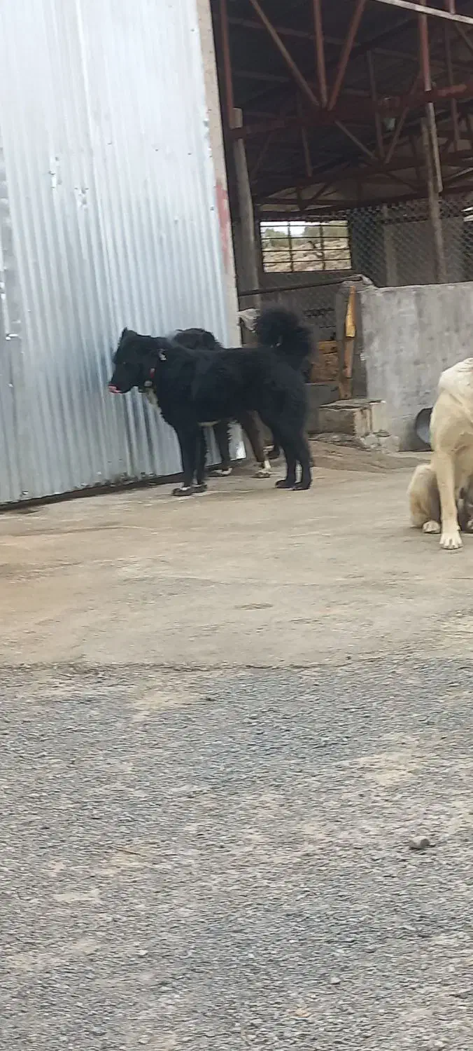 واگذاری سگ گله|سگ|بن, |دیوار