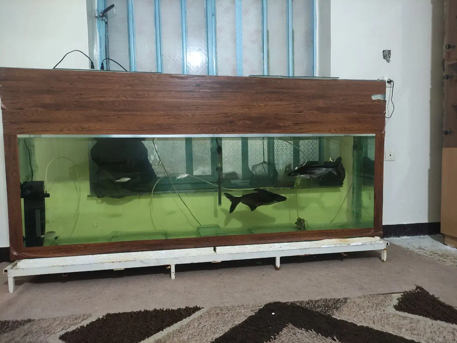 آکواریوم بزرگ|ماهی|ایذه, |دیوار