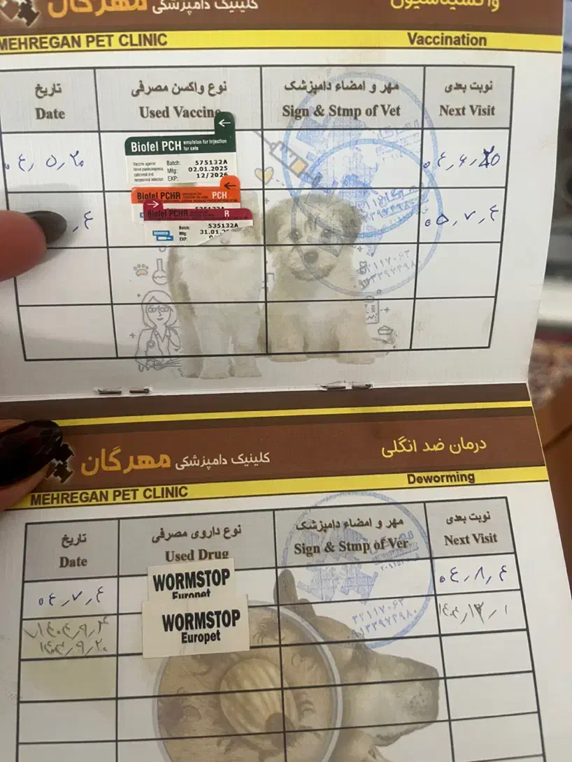 گربه اسکاتیش و پرشین|گربه|کرمان, |دیوار