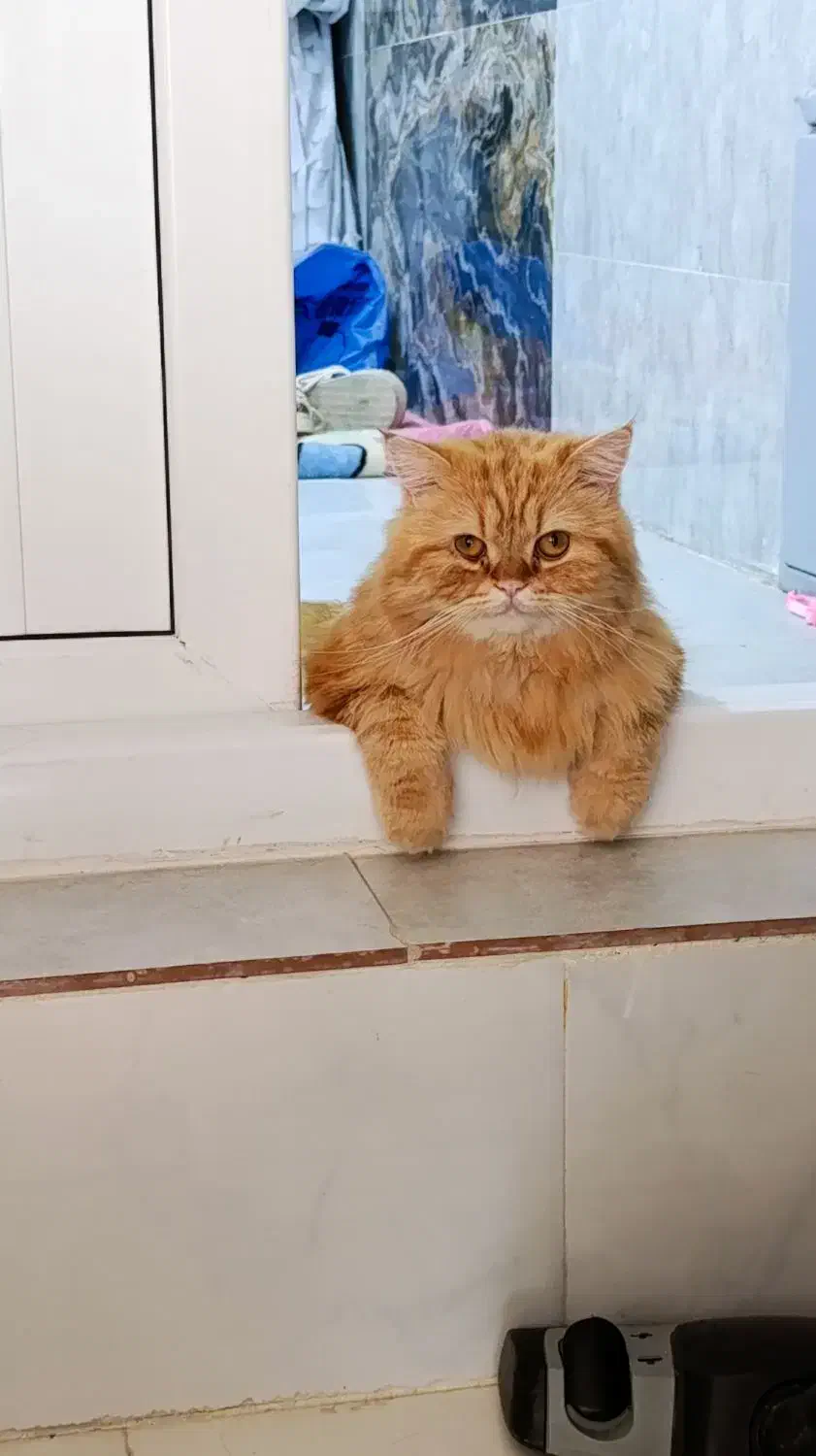 گربه پرشین|گربه|تربت‌حیدریه, شهرک ولیعصر|دیوار