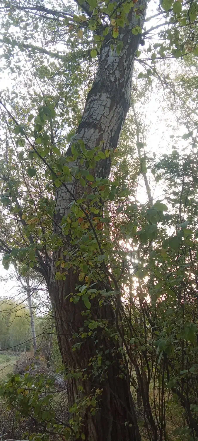 خرید صنوبر|خدمات باغبانی و درختکاری|مشگین شهر, |دیوار