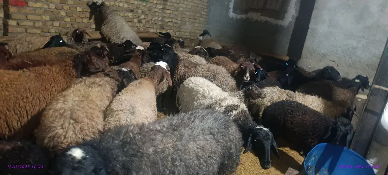 مال چاق|حیوانات مزرعه|قزوین, |دیوار