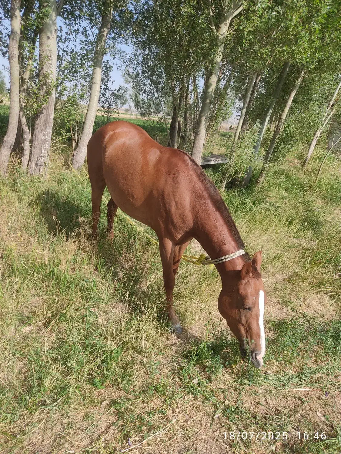 اسب مادیان|اسب و تجهیزات اسبسواری|بستان آباد, |دیوار