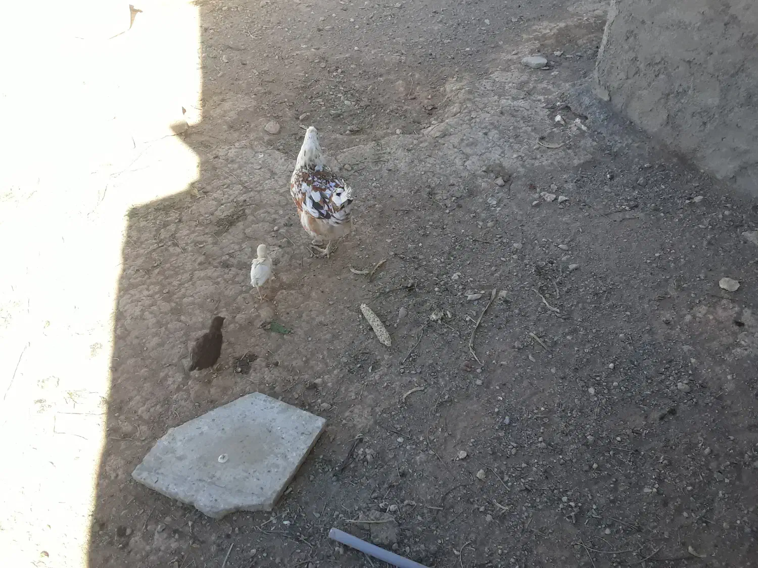 تعدادی مرغ جوجه بوقلمون|حیوانات مزرعه|مهاجران, |دیوار