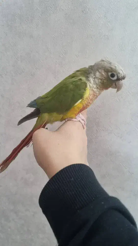 طوطی گرینچیک آناناسی رد|پرنده|بیرجند, |دیوار