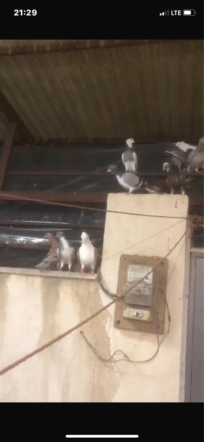 فروش15 کبوتر|پرنده|قزوین, |دیوار