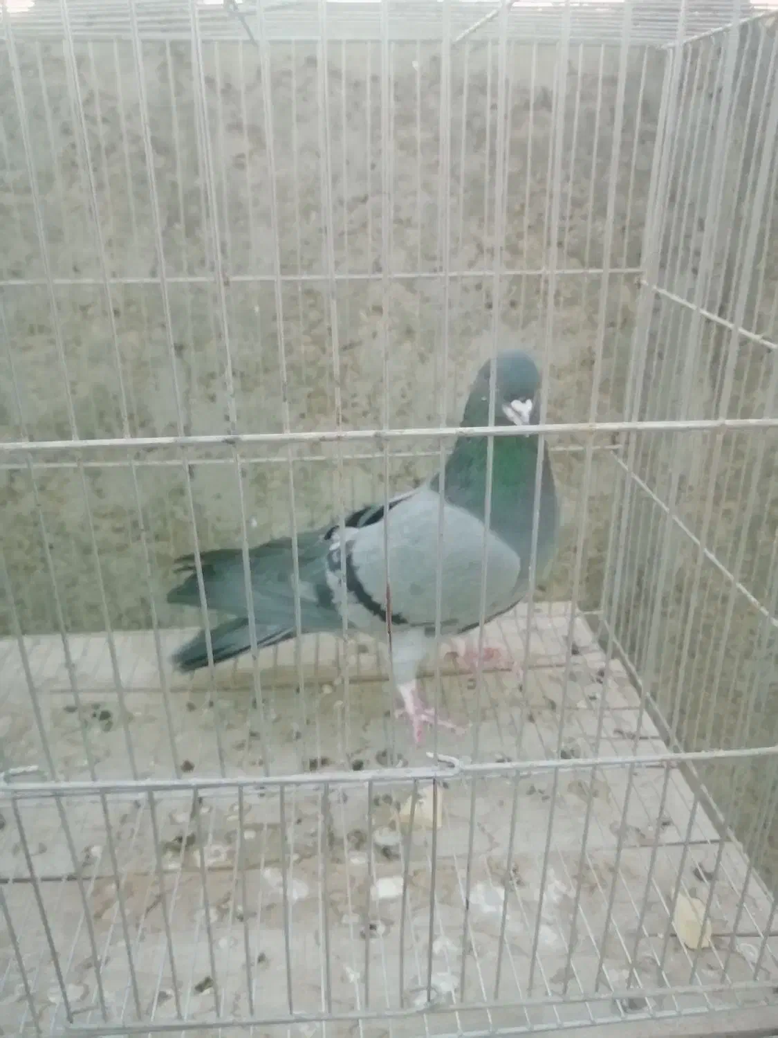 کبوتر نر دمگیر|پرنده|خمینی‌شهر, |دیوار