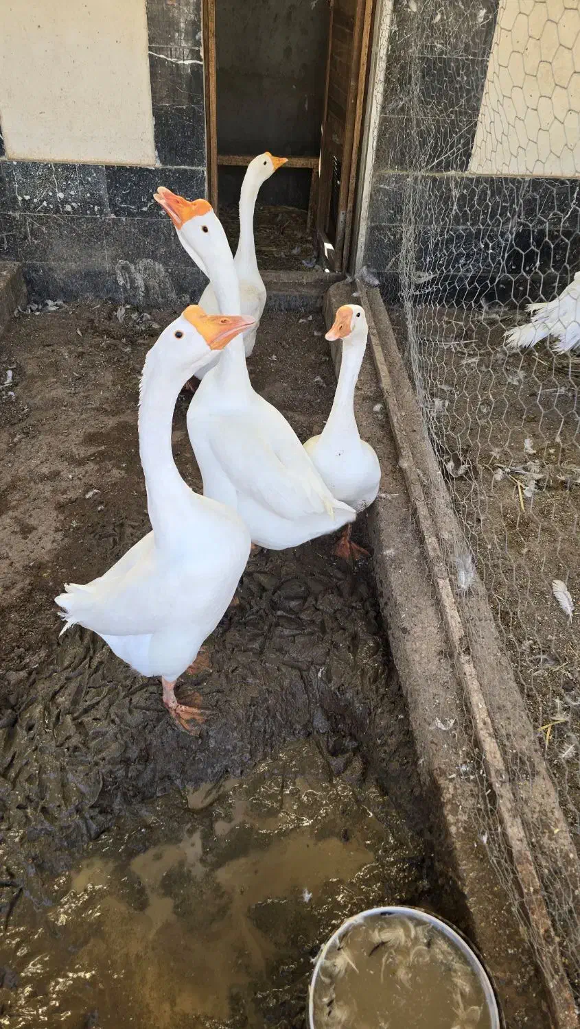 قوغاز|حیوانات مزرعه|قزوین, |دیوار