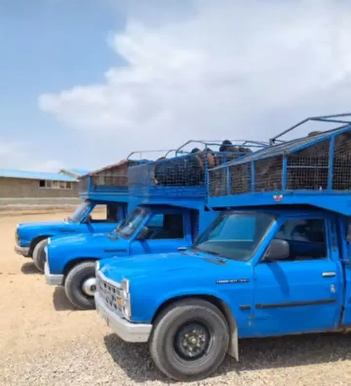 حمل دام.گوسفند.بره.|خدمات حمل و نقل|قیدار, |دیوار