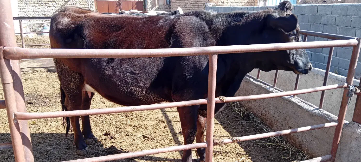 دو راس گاو|حیوانات مزرعه|فاروج, |دیوار