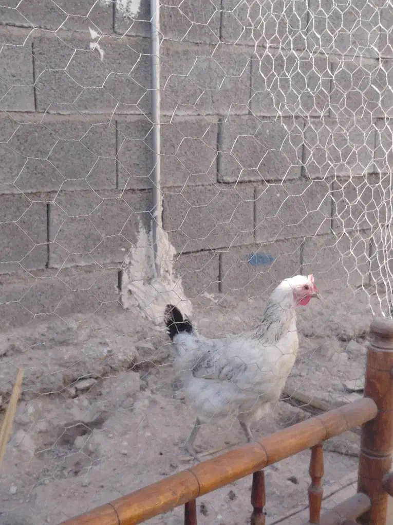 مرغ خروس محلی|حیوانات مزرعه|کوه چنار, |دیوار