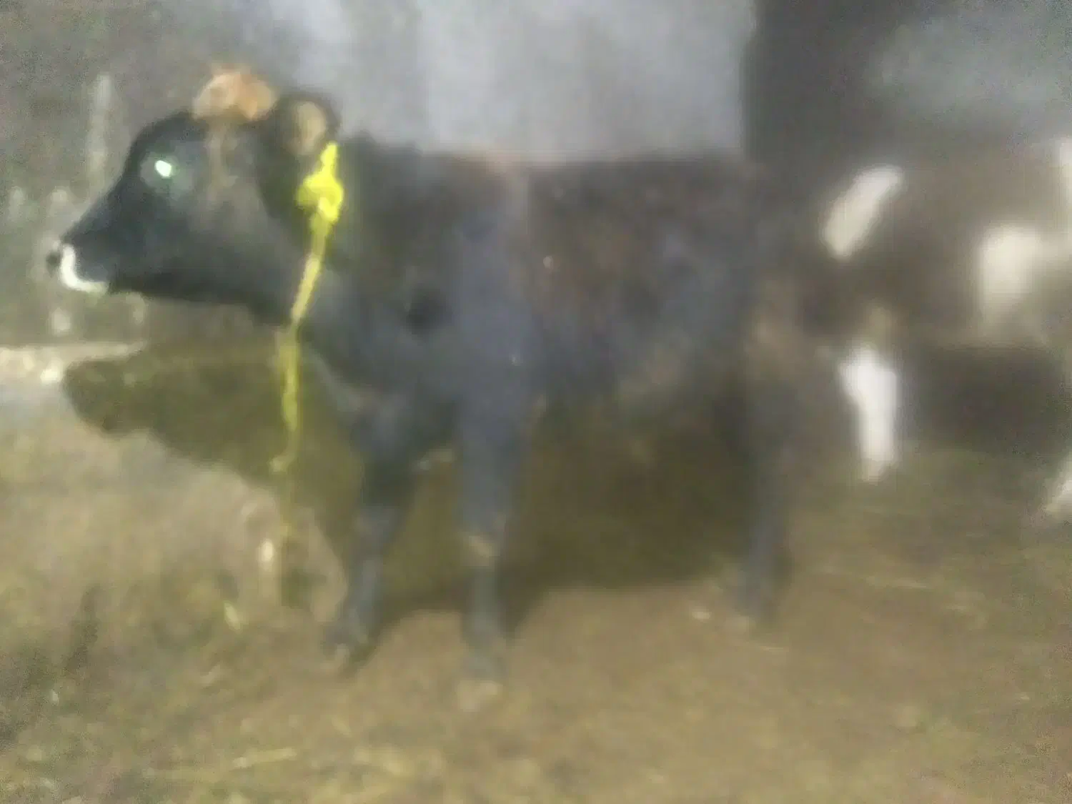 گوساله نر|حیوانات مزرعه|مهربان, |دیوار