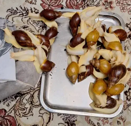 حلزون البینو افریقایی|خزنده|تهران, دربند|دیوار