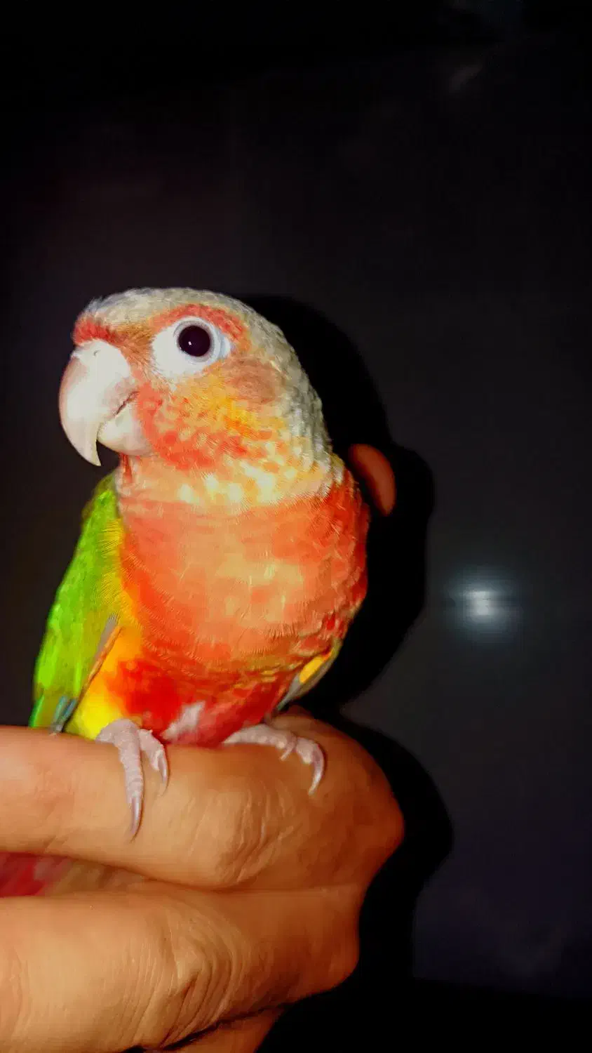 گرینچیک سرلاکی و دونخور|پرنده|مبارکه, |دیوار