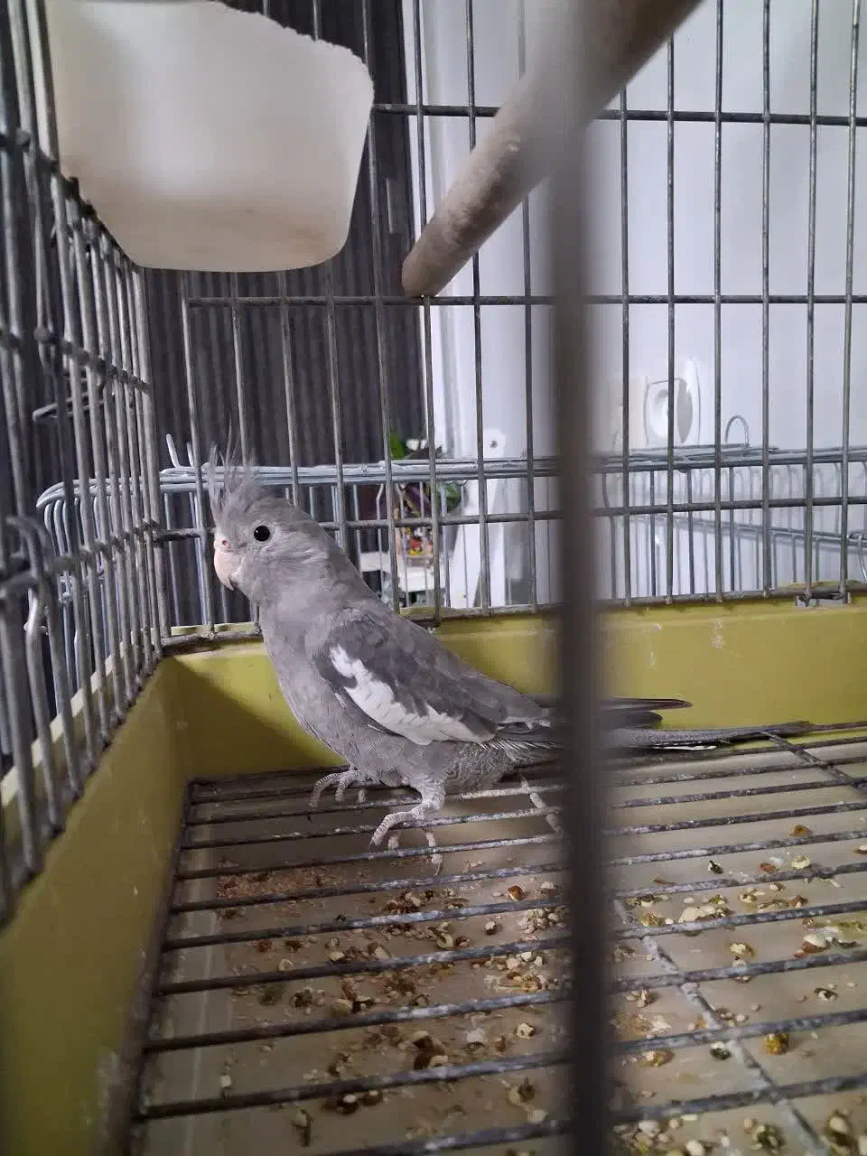 عروس هلندی رنگ خاص|پرنده|تهران, مقدم|دیوار