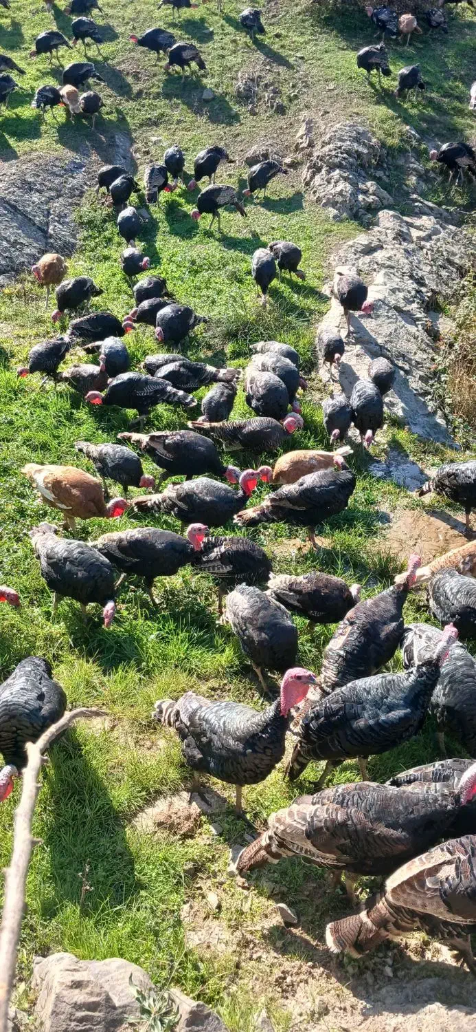 بوقلمون طبیعی|حیوانات مزرعه|قشلاق دشت, |دیوار