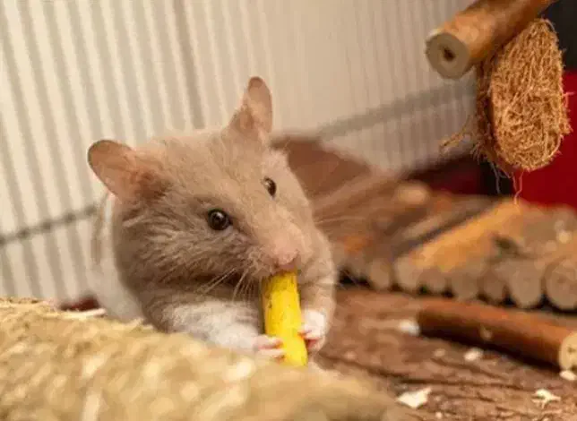 همستر|موش و خرگوش|بیرجند, |دیوار