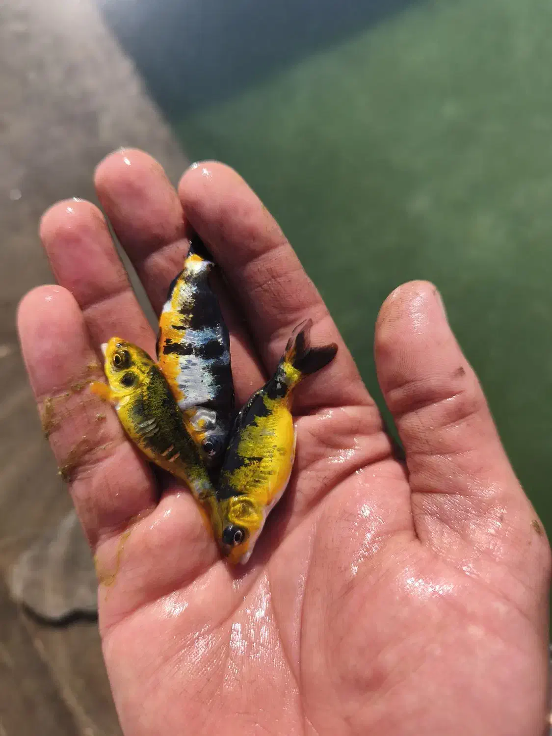 ماهی کوی|ماهی|مهریز, |دیوار