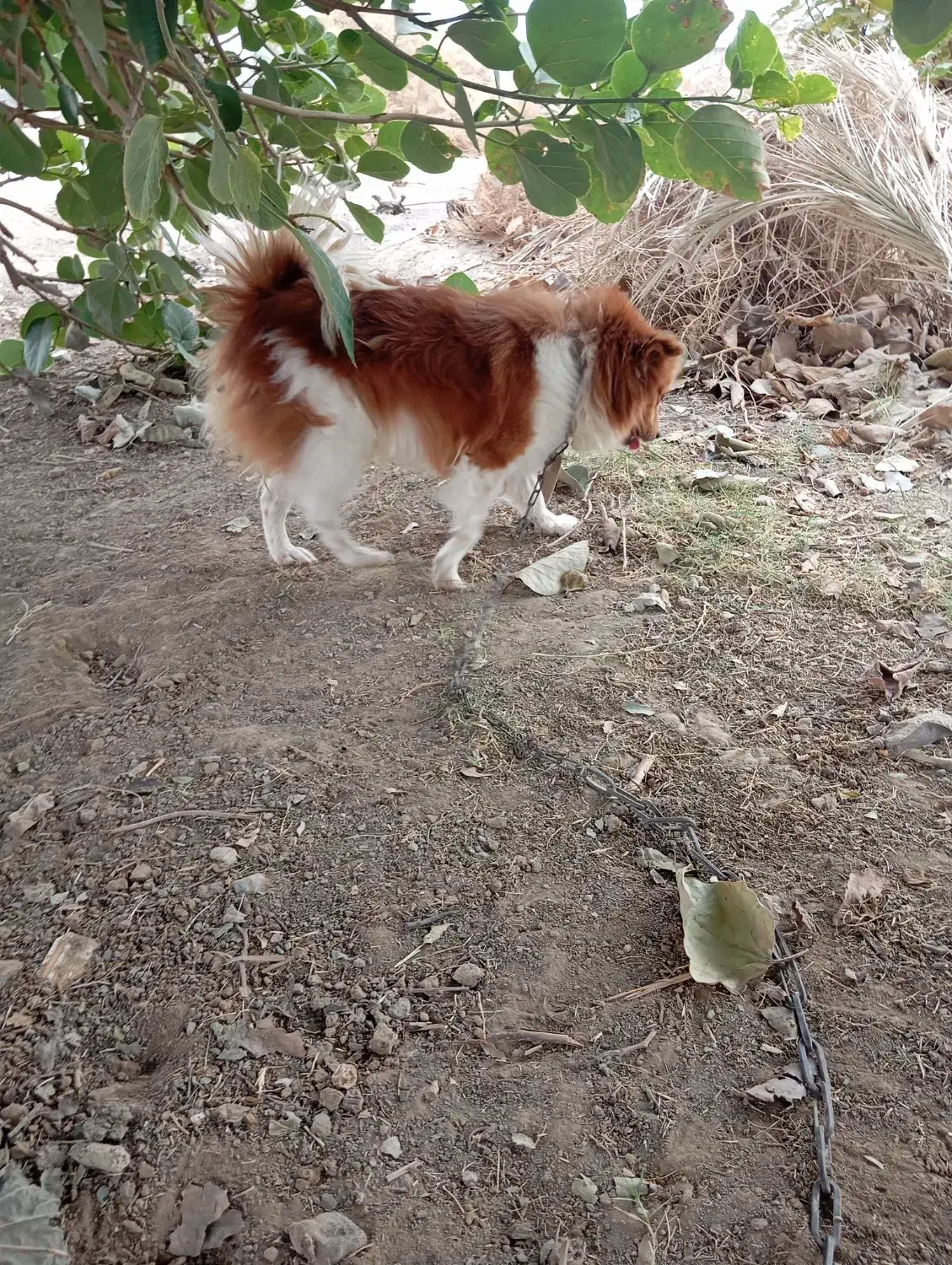 سگ پاکوتاه پامری|سگ|کهنوج, |دیوار